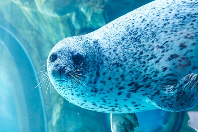 shinagawa aquarium