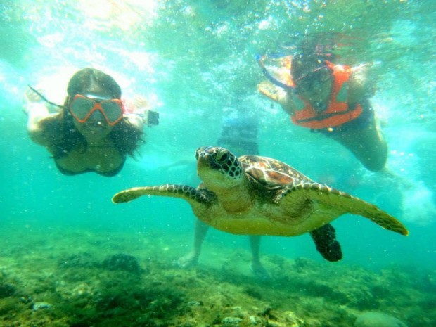 apo island turtles