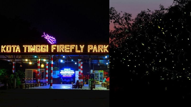 firefly park and fireflies in the night