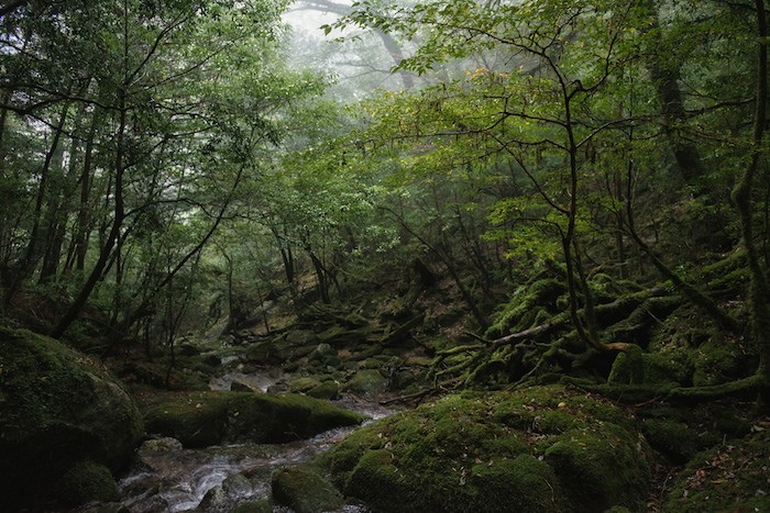 Yakushima Island japan