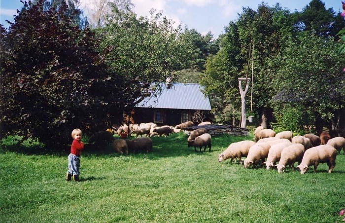 Praakli-Reediku Organic Farm animals