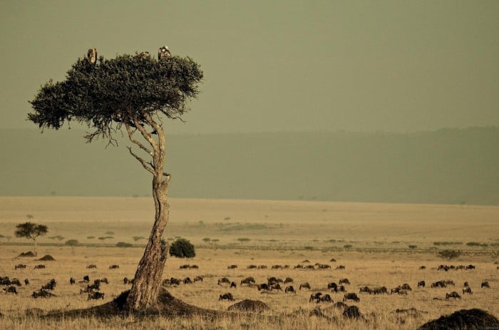 safari destinations around world