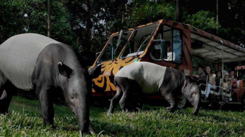 night safari attractions date ideas singapore best deals
