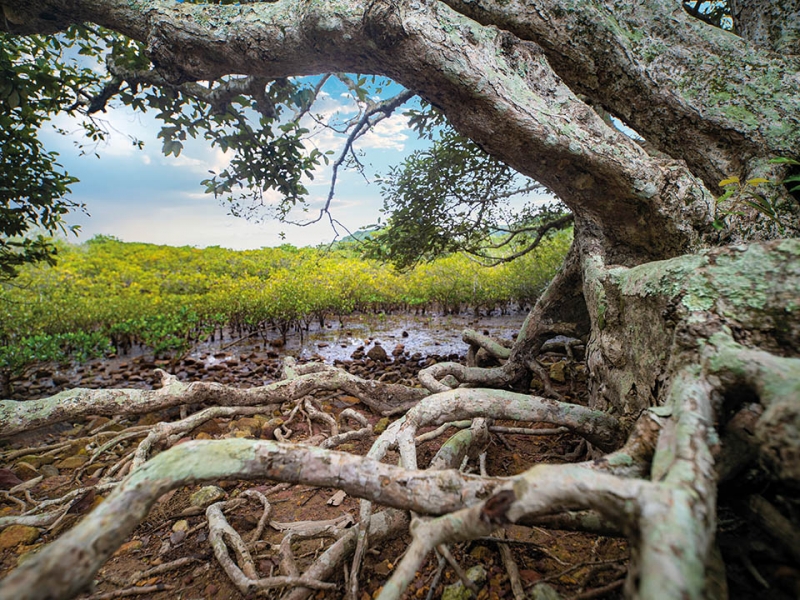 lai chi wo mangrove