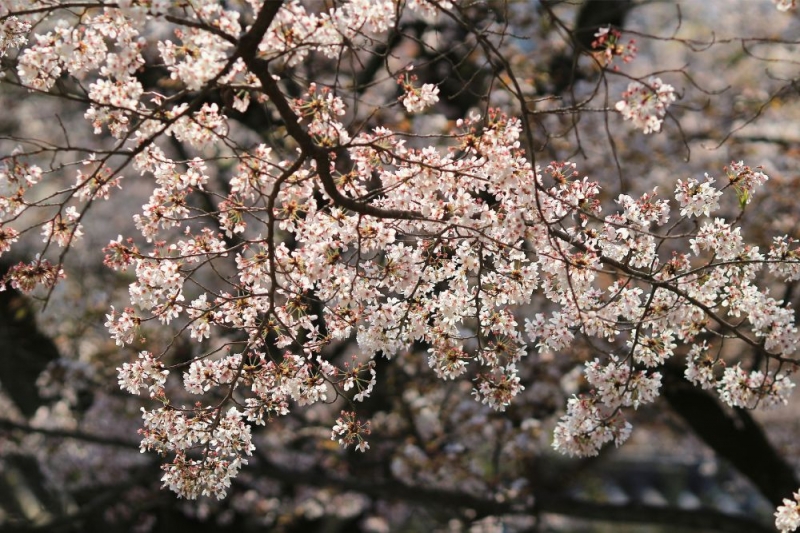 Cherry blossom Kyoto 