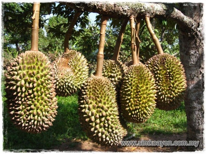 durian di malaysia
