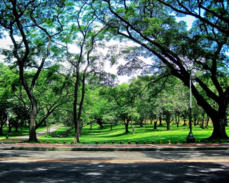 UP Diliman