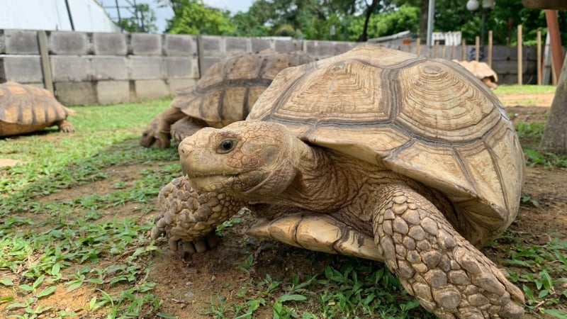 live turtle and tortoise museum