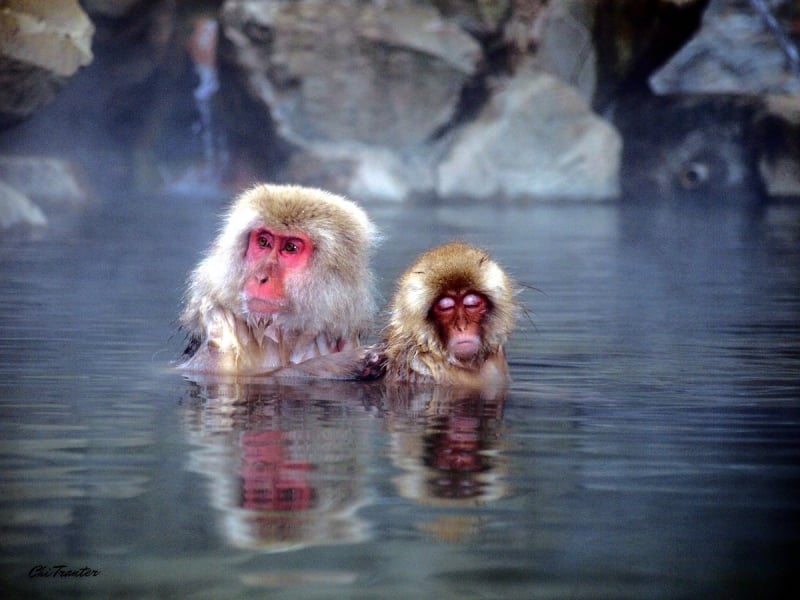 japan snow monkeys