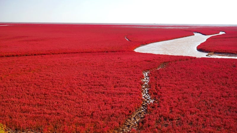 red beach, panjin, china