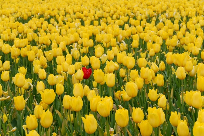 central japan spring