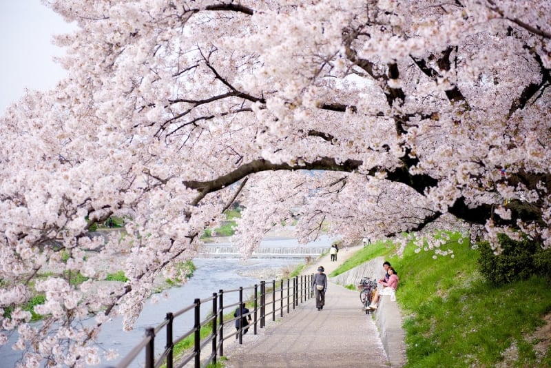 why travel to japan on cherry blossoms season