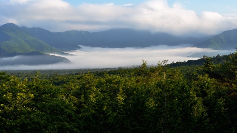 aokigahara forest from above