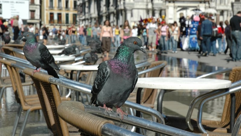 pigeons in venice