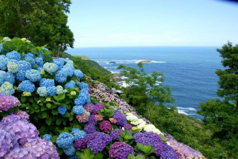 japan ajisai season