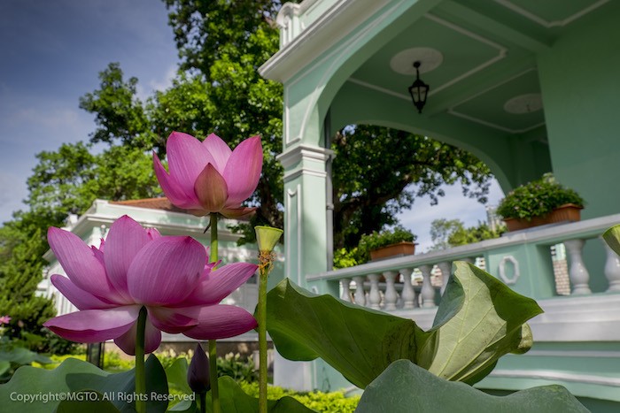 Macao Lotus Flower Festival