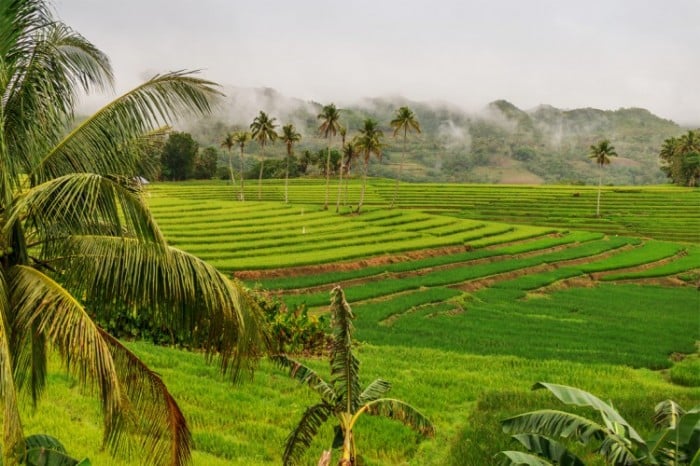 Cadapdapan Rice Terraces