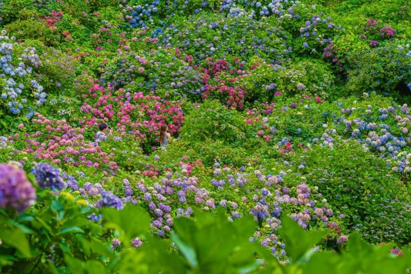 japan ajisai season