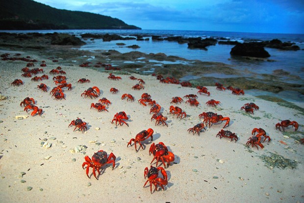 Christmas Island: A Paradise in Australia You Must Visit