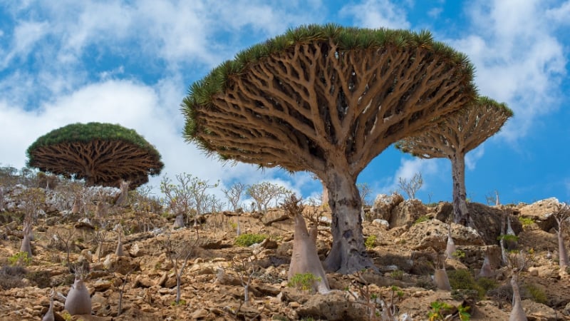 socotra island, yemen