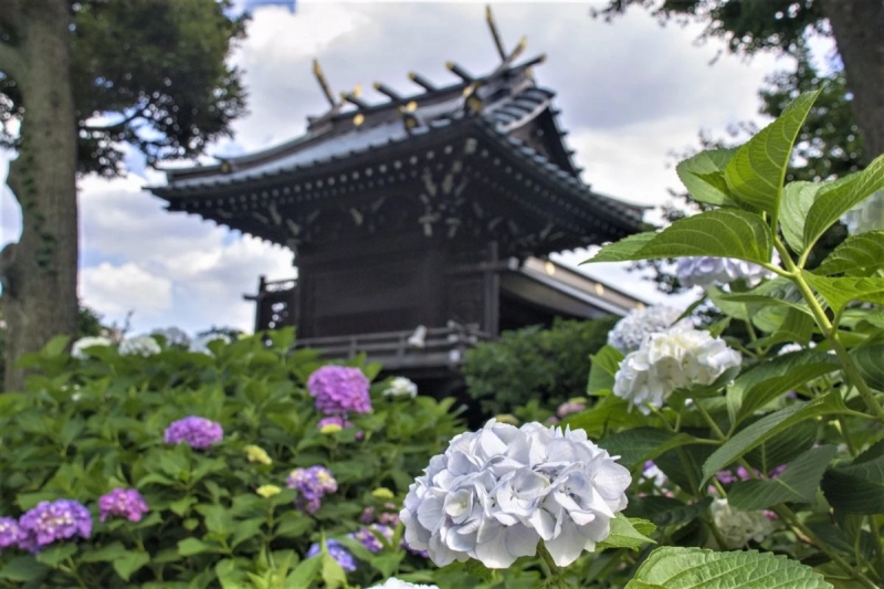 japan hydrangea viewing spots