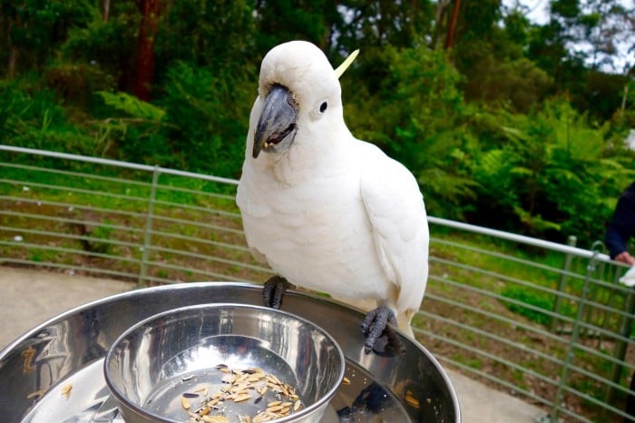 cockatoos