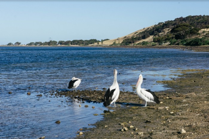 kangaroo island