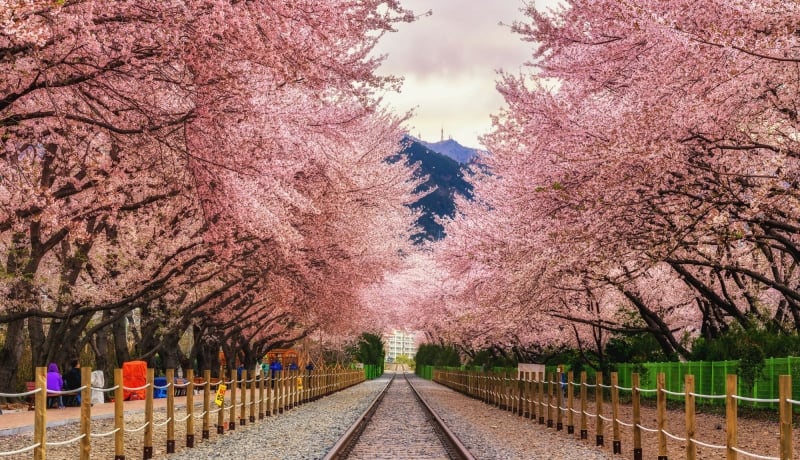 cherry blossom trip