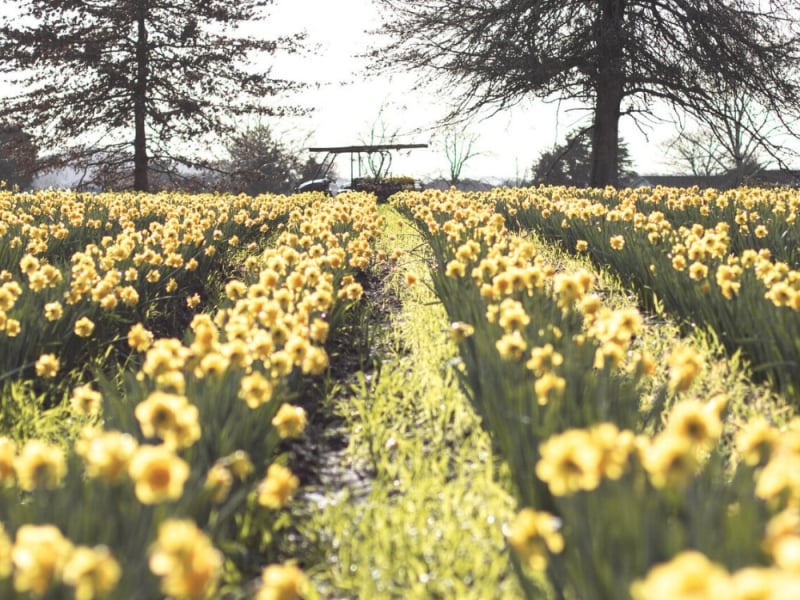 Clandon Daffodils