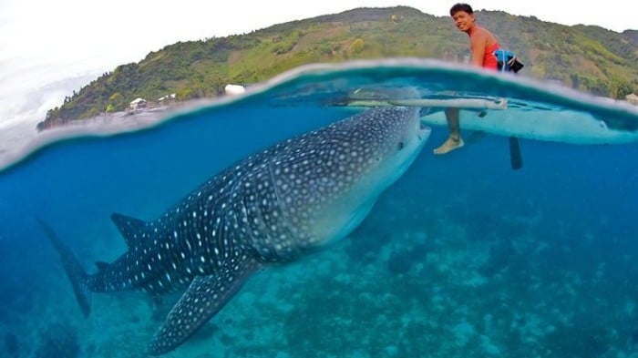 Oslob whale sharks