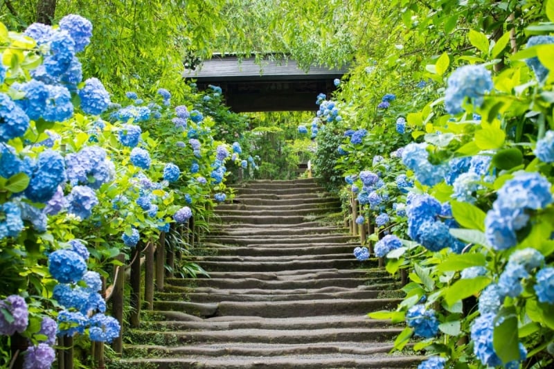 japan ajisai season