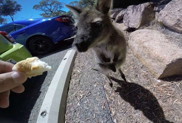 wallabies