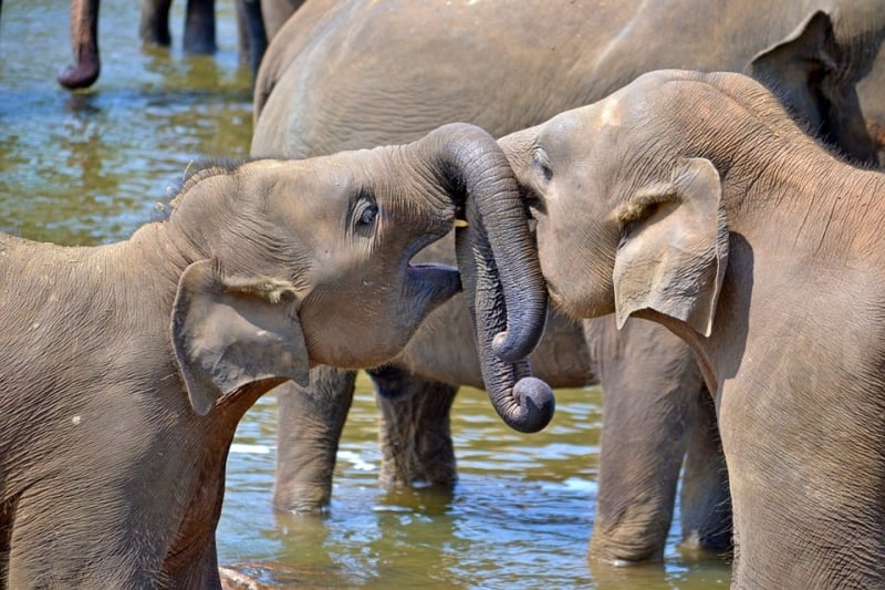 sri lanka