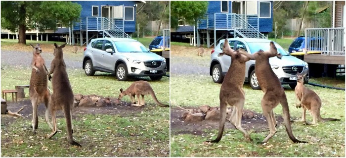 kangaroos