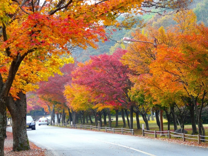 autumn in korea