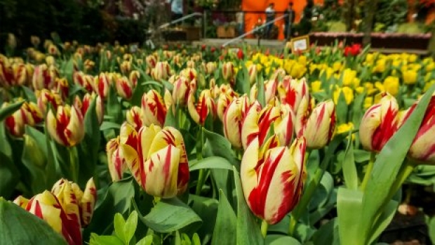 Snap and WIN a Holiday to Amsterdam with KLM Royal Dutch Airlines and Gardens by the Bay