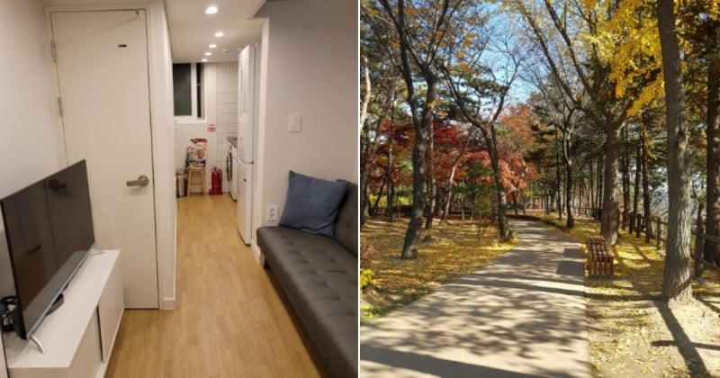 cherry blossoms seoul Airbnb