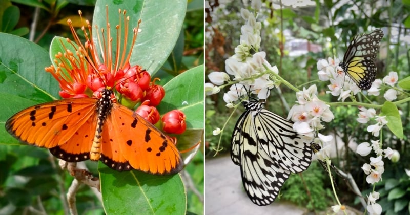 spend a family day at Penang Butterly Farm