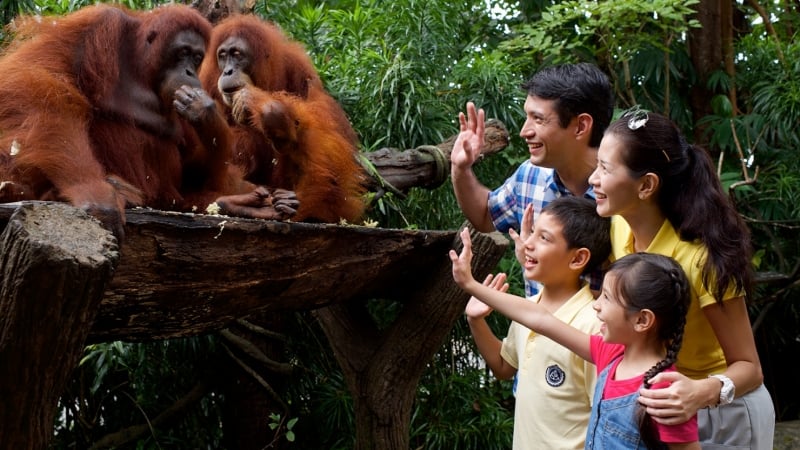 singapore zoo, mandai, singapore tourist spots