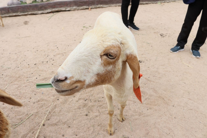 goat alpaca hill suan pheung