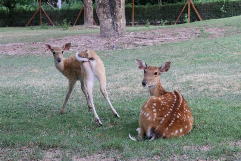 bambi deer alpaca hill suan pheung