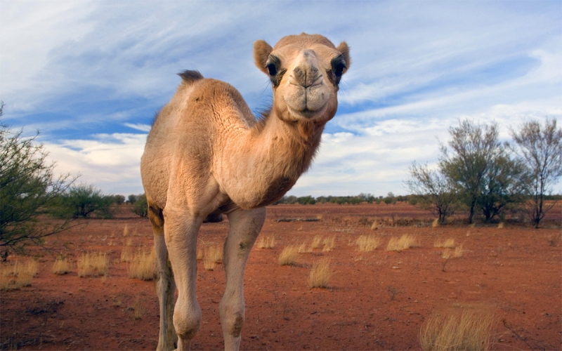 camel in western australia