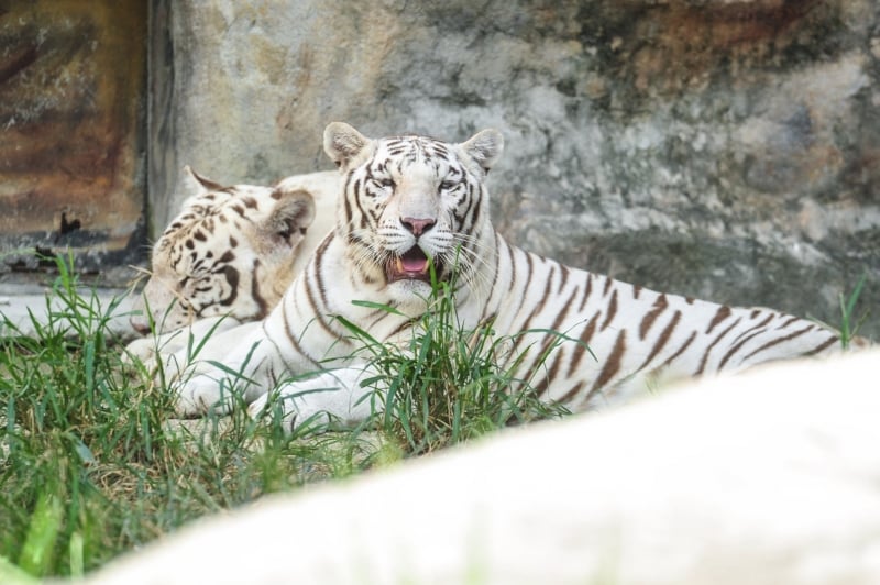 Tigers in Clark Safari and Adventure Park