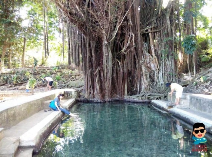 Old Enchanted Balete Tree