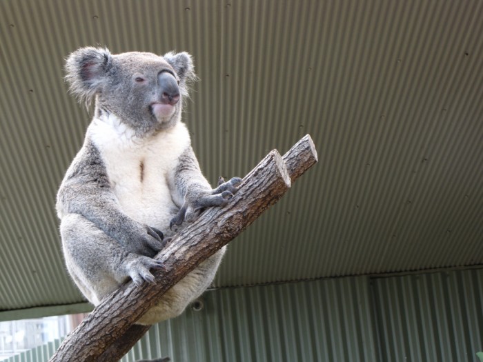 Sydney wildlife