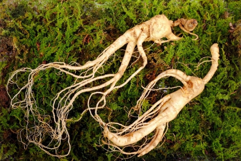 korean red ginseng