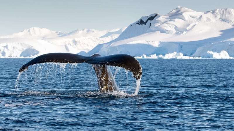 humpback whale