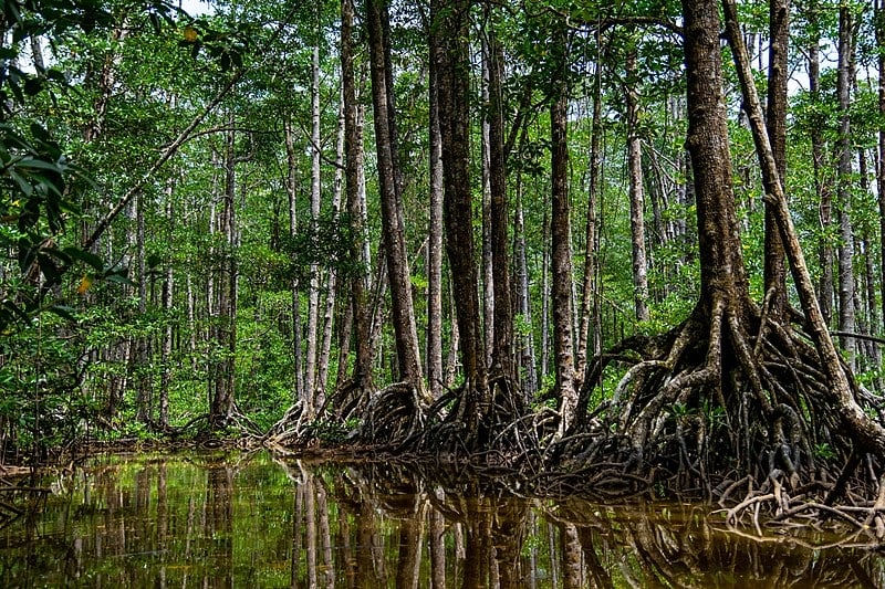 philippine forests