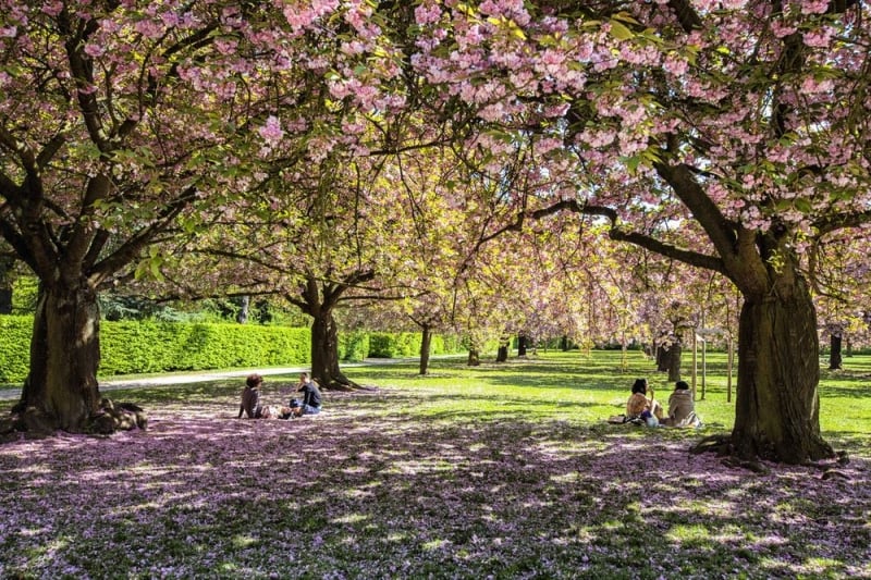 parc de sceaux cherry blossoms paris