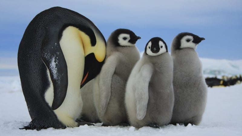 emperor penguin and chicks